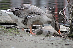 Swan... just wanting to talk.. while looking for food