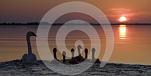 Swan with juveniles sail into the sunset