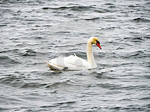 Swan on the Kalmarsund in Sweden