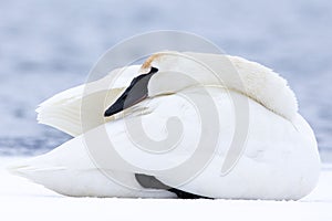 Swan keeping warm in winter