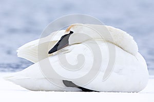 Swan keeping warm in winter photo