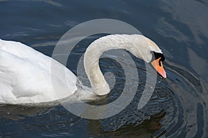 Swan on the Kennet and Avon Canal