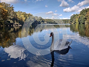 Swan in Krume lanke Lake , Berlin , Germany