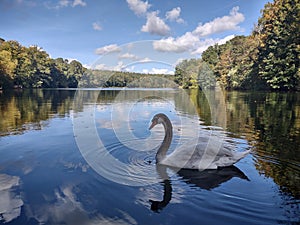 Swan in Krume lanke Lake , Berlin , Germany