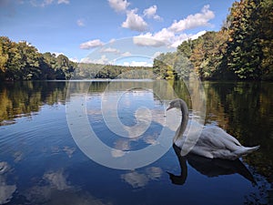 Swan in Krume lanke Lake , Berlin , Germany