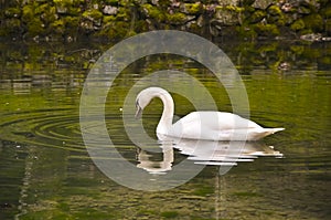 Swan in the lake