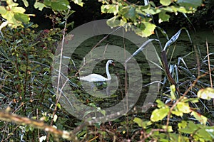 A Swan in the Lake