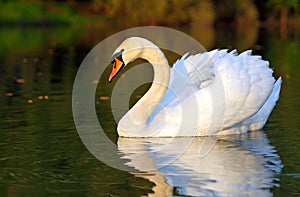 Swan in lake