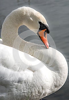 A swan in the lake