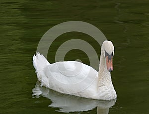 Swan on the lake