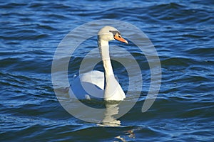 Swan on the lake