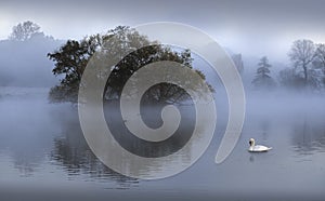 The Swan lake