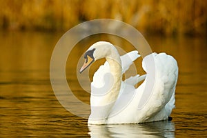 Swan on the lake