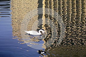 Swan in the lake