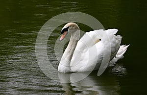 Swan lake