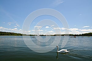 Swan in a lake