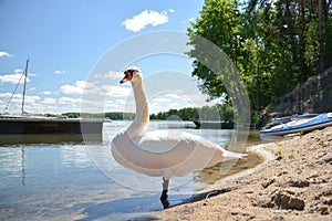 Swan by the lake