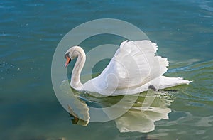 Swan at Lake Balaton, Hungary