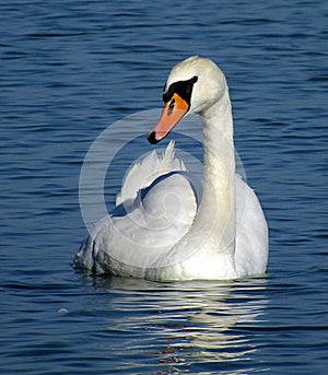 SWAN