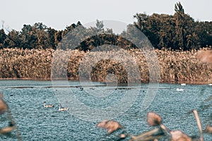 Swan lake, beautiful birds in the wild. Young gray and white swans swim in a clear pond and around green reeds