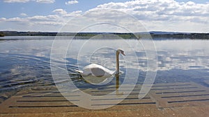 Swan at the lake