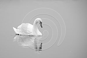 Swan on lake black and white