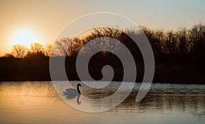 Swan on lake during colorful Winter sunrise