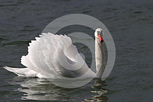 Swan on Lake Constance