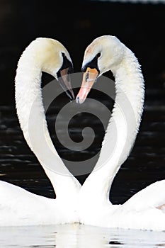 Swan Lake Dance of Lover
