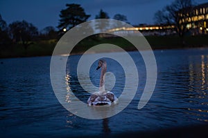 Swan on a Lake at Dawn