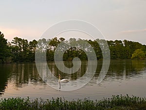 Swan with Lake at Dusk