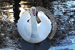 Swan in lake at dusk