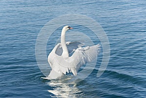 The swan on the lake flaps wings