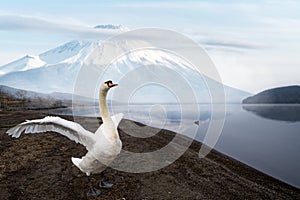 swan lake in Fujiyama mountain