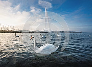 Swan at  Lake Geneva and Jet Dâ€™eau Water Fountain - Geneva, Switzerland