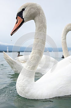 Swan in the Lake of geneve in switzerland, long neck orange beack