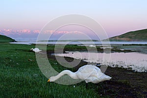 Swan in the lake of the grassland