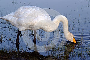 Swan in the lake of the grassland