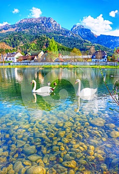 Swan Lake Innsbruck Austria