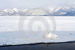 Swan in lake kussharo