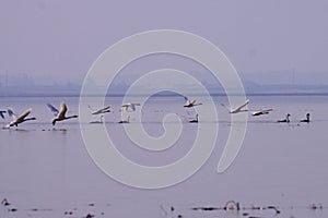 Swan lake migratory birds in winter