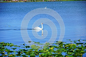 Swan in Lake Morton at city center of lakeland