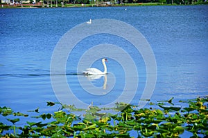 Swan in Lake Morton at city center of lakeland