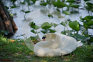 Swan in Lake Morton at city center of lakeland