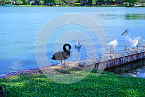 Swan in Lake Morton at city center of lakeland