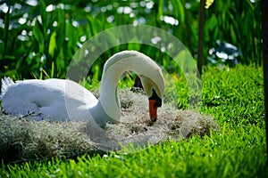 Swan in Lake Morton at city center of lakeland