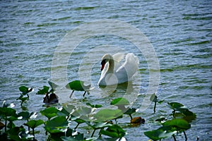Swan in Lake Morton at city center of lakeland