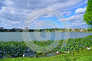 Swan in Lake Morton at city center of lakeland