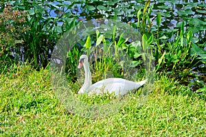 Swan in Lake Morton at city center of lakeland