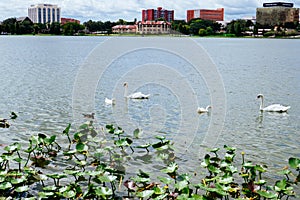 Swan in Lake Morton and the city center of lakeland Florida